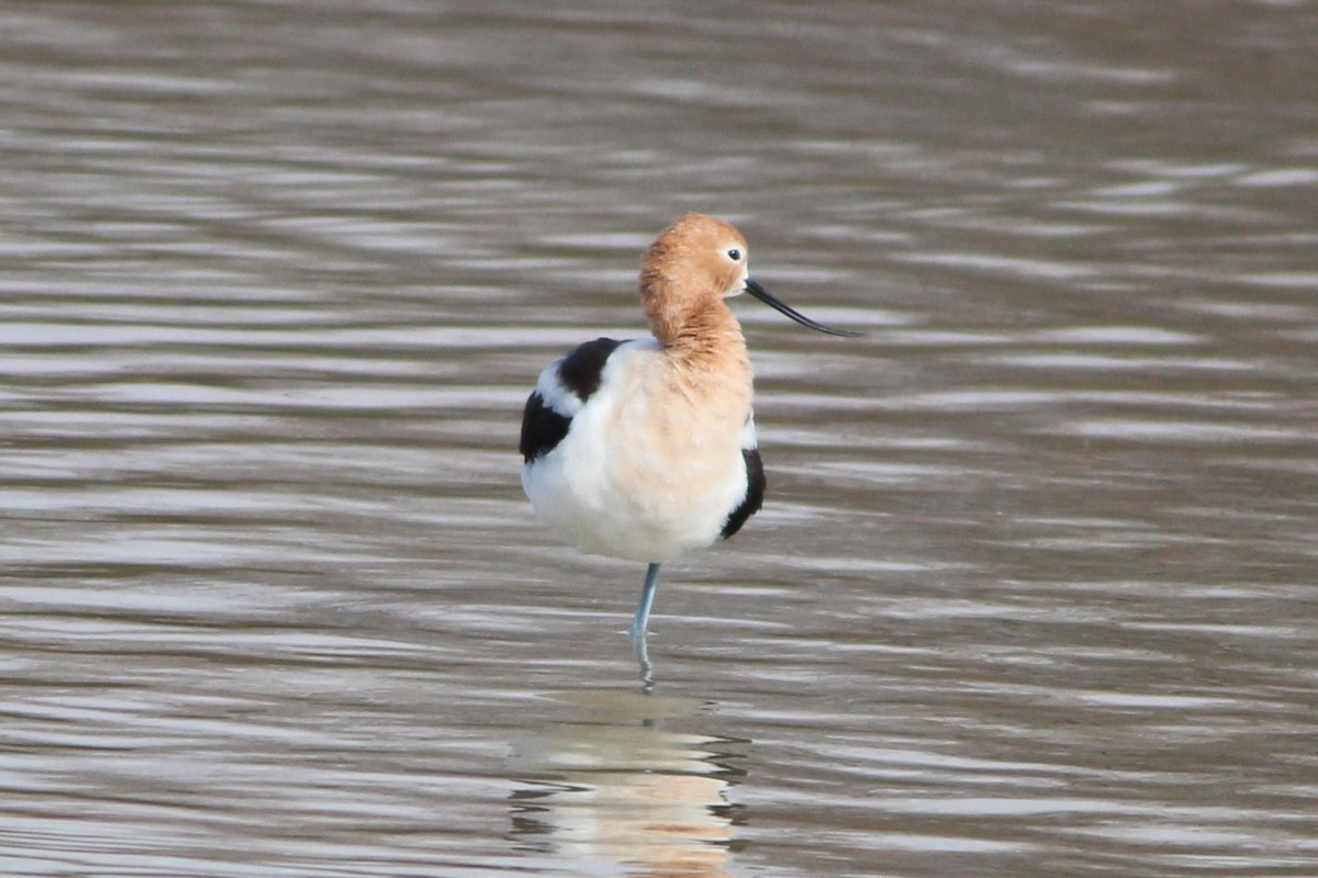 American Avocet - ML642338941