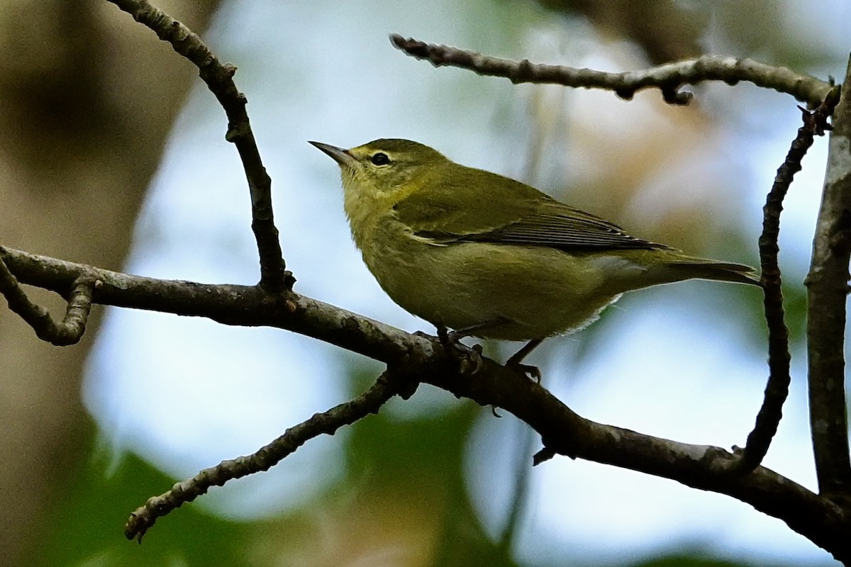 Tennessee Warbler - ML642338942