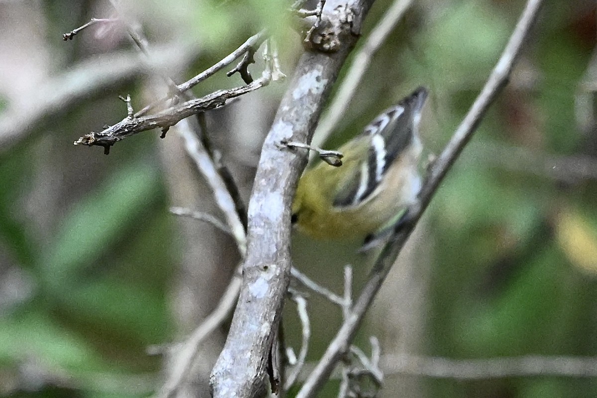 Bay-breasted Warbler - ML642338962