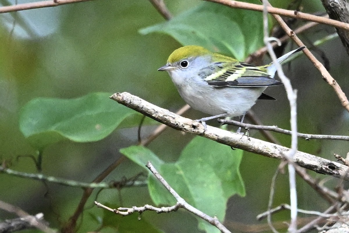 Chestnut-sided Warbler - ML642338976