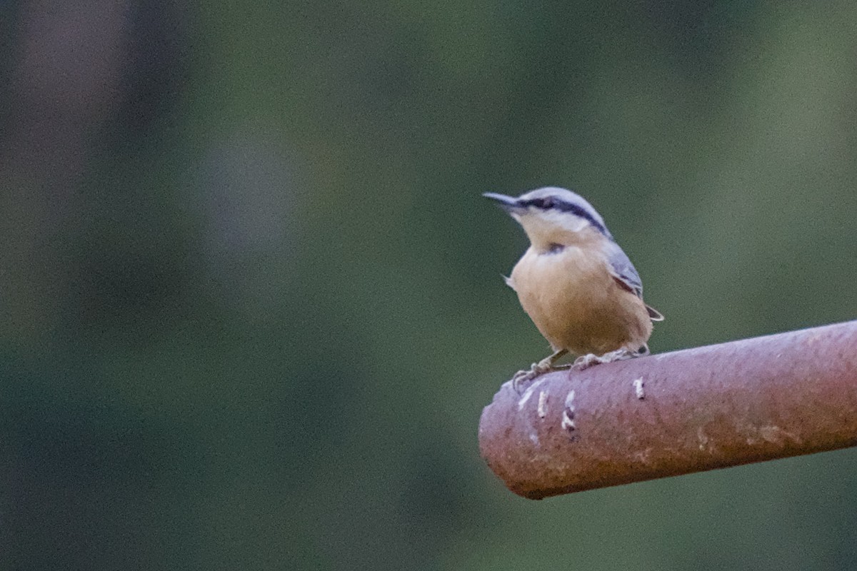 茶腹鳾 - ML642338995