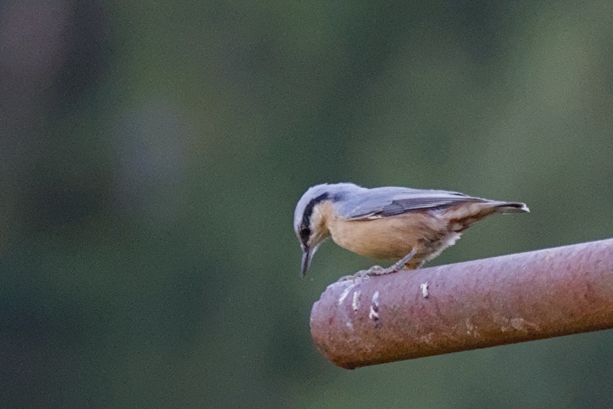 茶腹鳾 - ML642338996