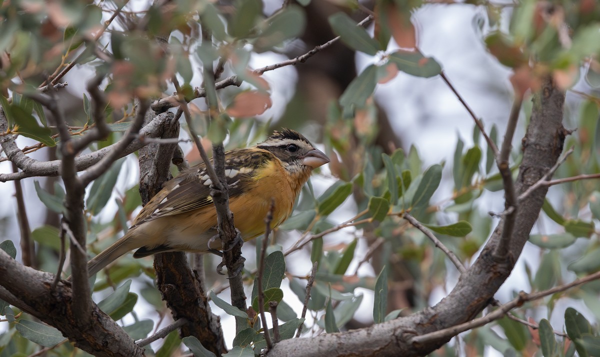 Black-headed Grosbeak - ML642339003
