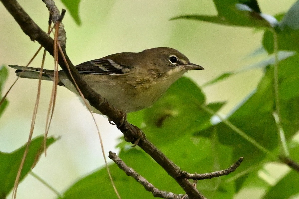 Pine Warbler - ML642339021