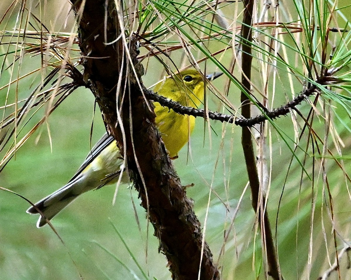 Pine Warbler - ML642339022