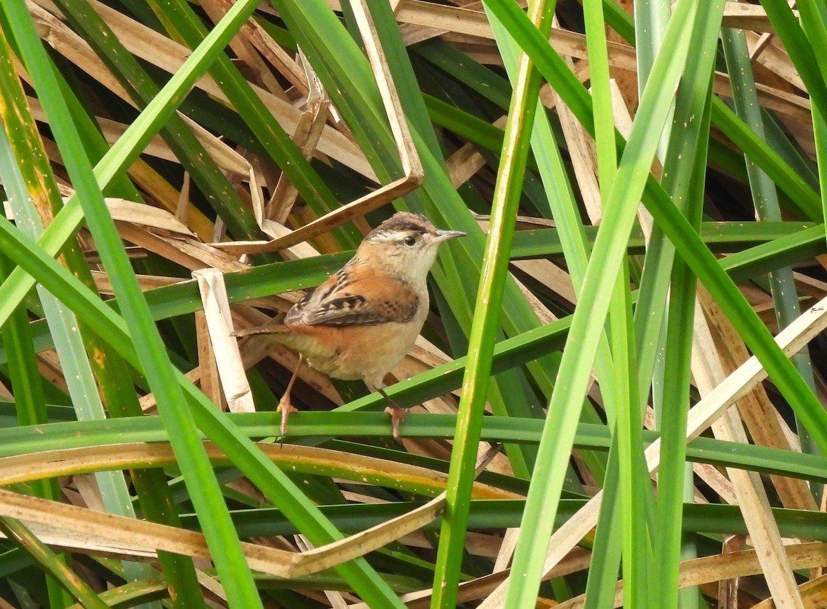 Marsh Wren - ML642339023