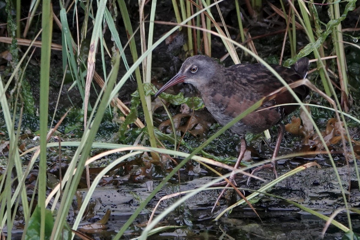 Virginia Rail - ML642339025