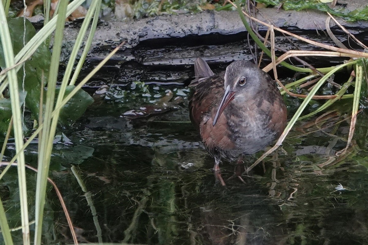 Virginia Rail - ML642339026