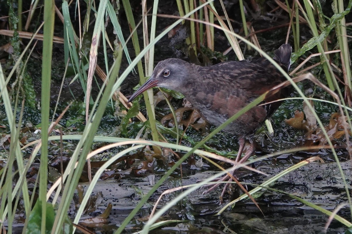 Virginia Rail - ML642339027