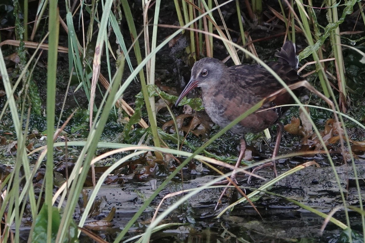 Virginia Rail - ML642339028