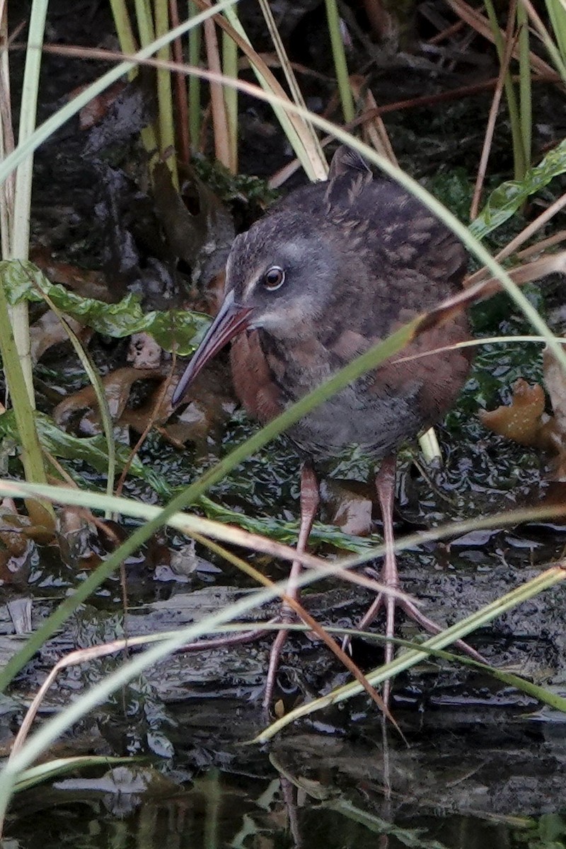 Virginia Rail - ML642339029