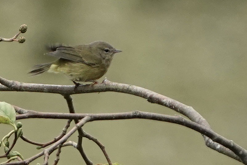 Orange-crowned Warbler - ML642339069