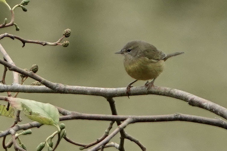 Orange-crowned Warbler - ML642339070