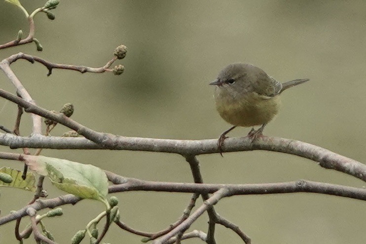Orange-crowned Warbler - ML642339071