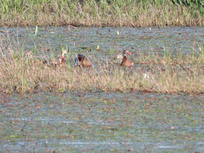 rødnebbplystreand (fulgens) - ML642339073