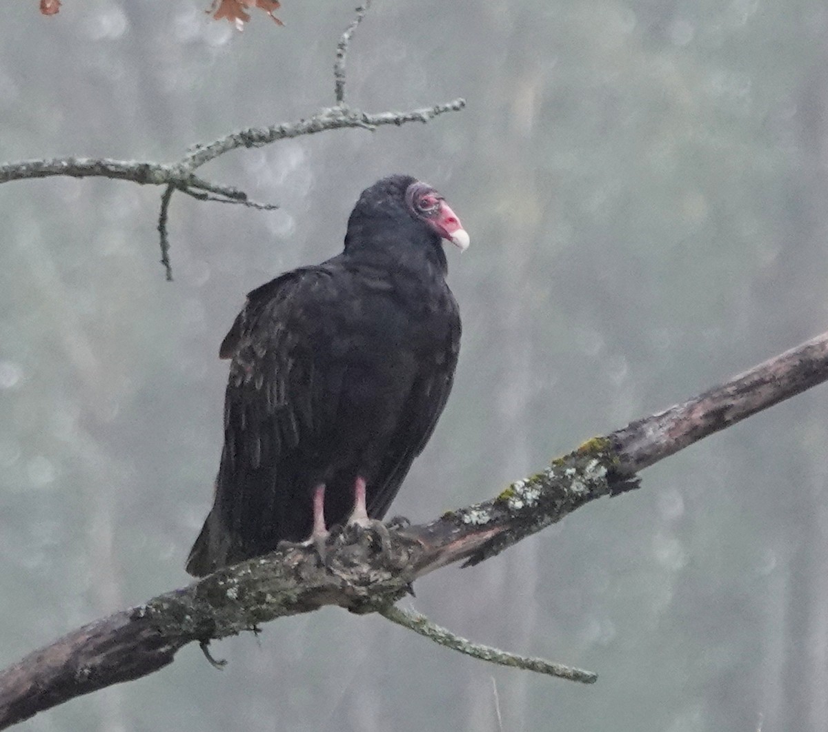 Turkey Vulture - ML642339136