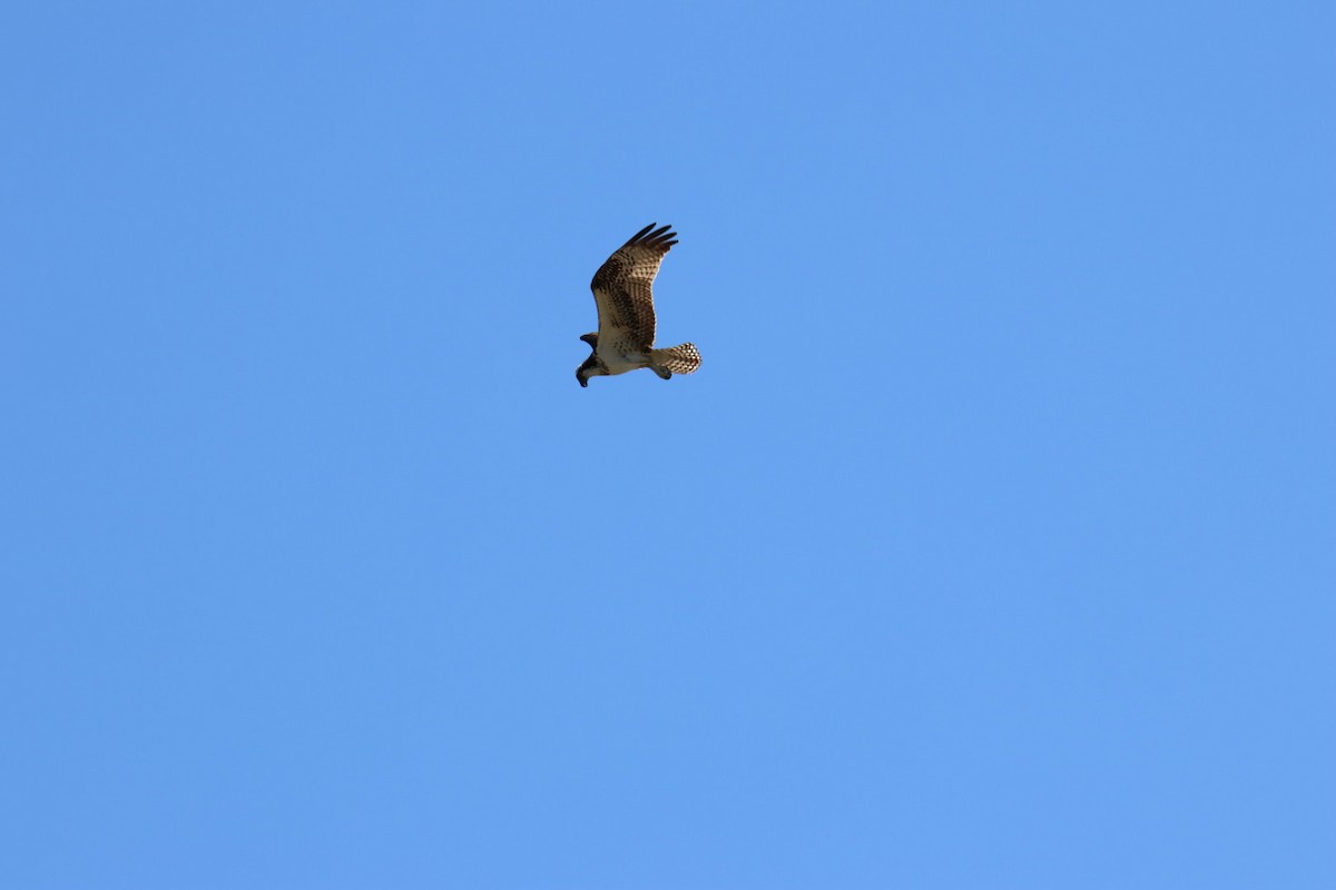 Osprey - ML642339137
