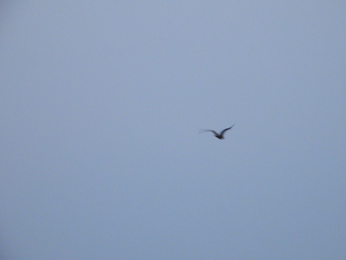 bird sp. - ML642339139