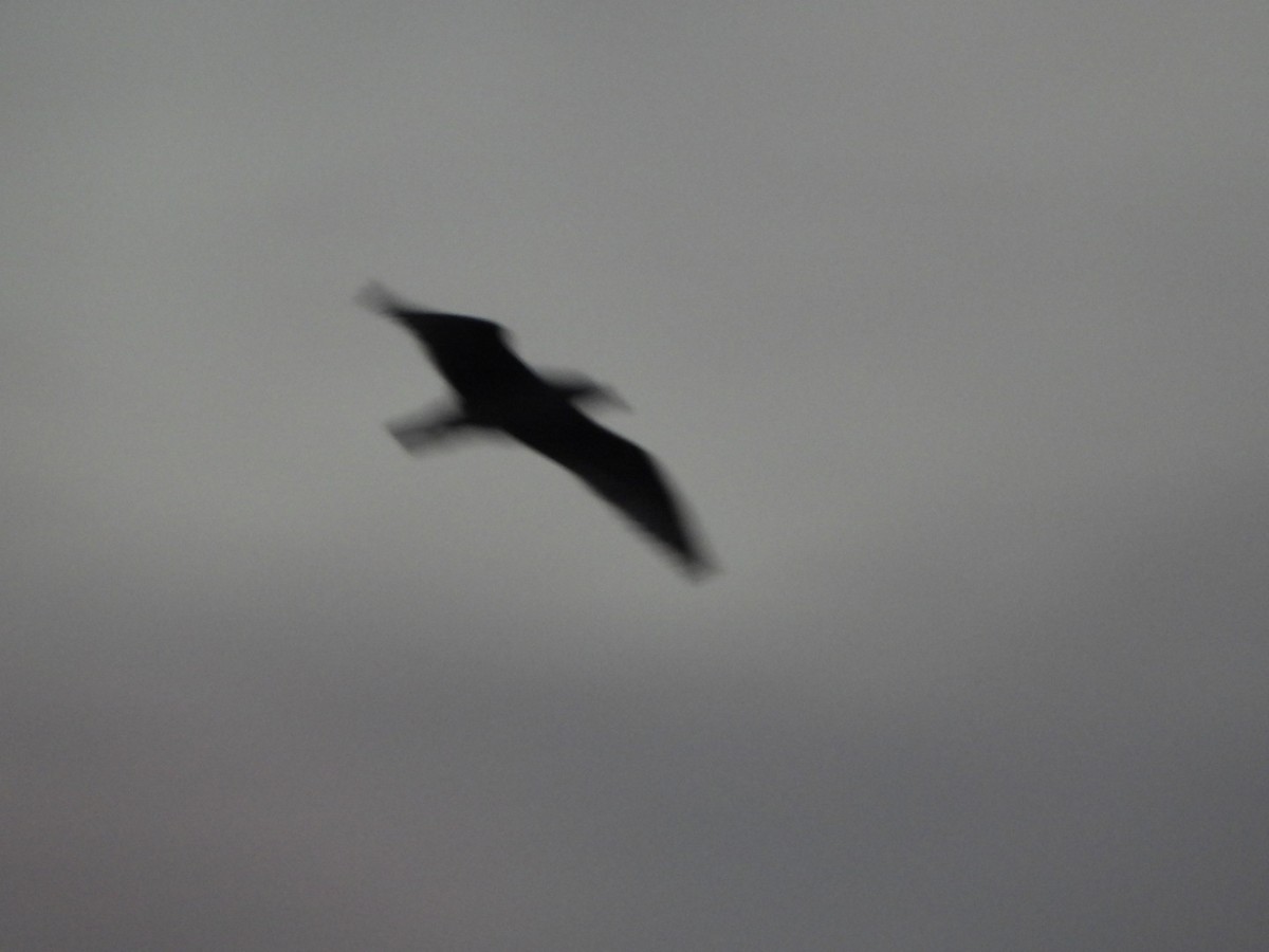 bird sp. - ML642339140