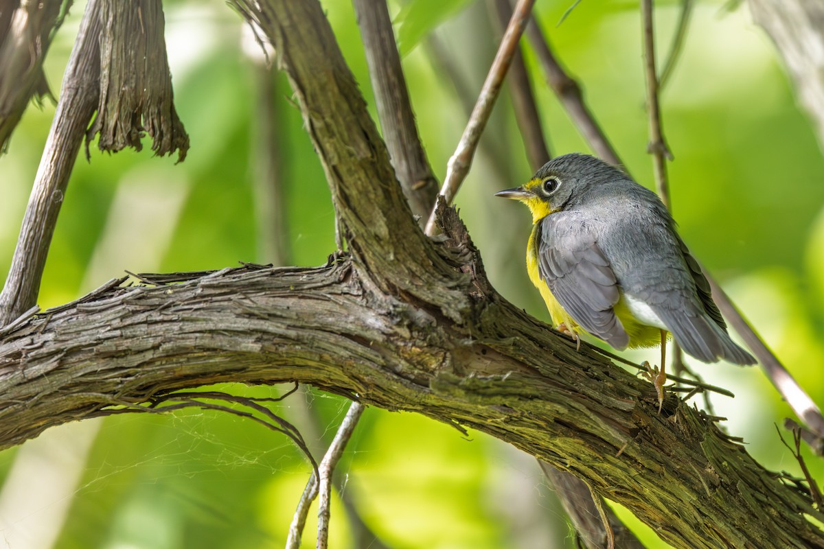 Canada Warbler - ML642339149
