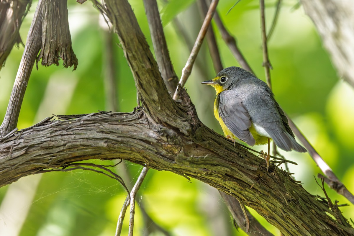 Canada Warbler - ML642339151