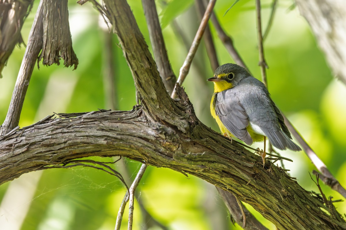 Canada Warbler - ML642339152