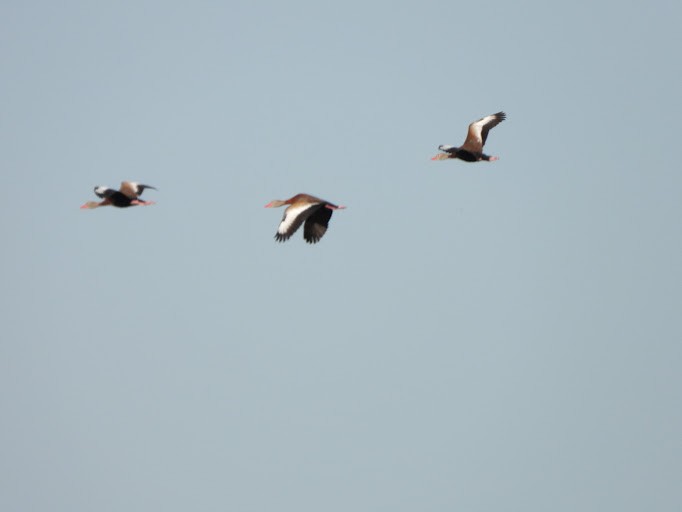 rødnebbplystreand (fulgens) - ML642339160