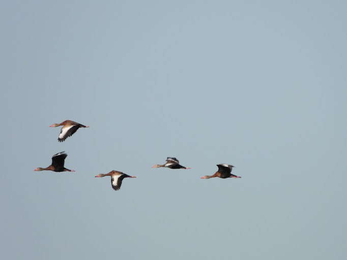 rødnebbplystreand (fulgens) - ML642339163