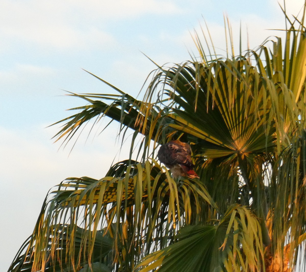 Red-tailed Hawk - ML642339166