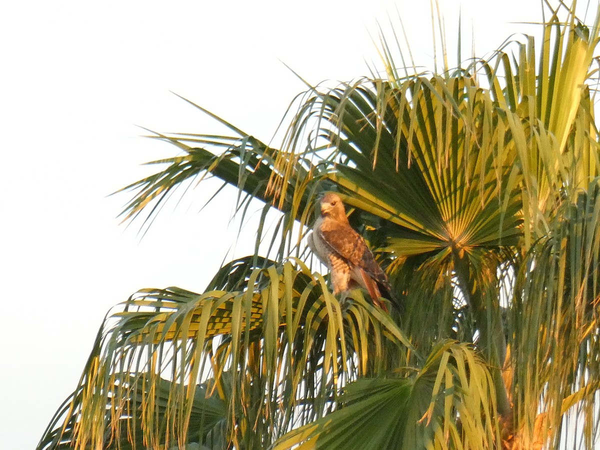 Red-tailed Hawk - ML642339167