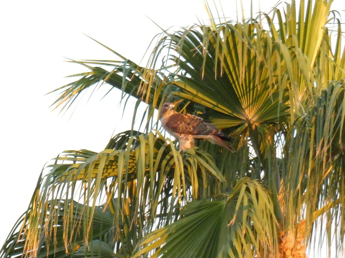 Red-tailed Hawk - ML642339168
