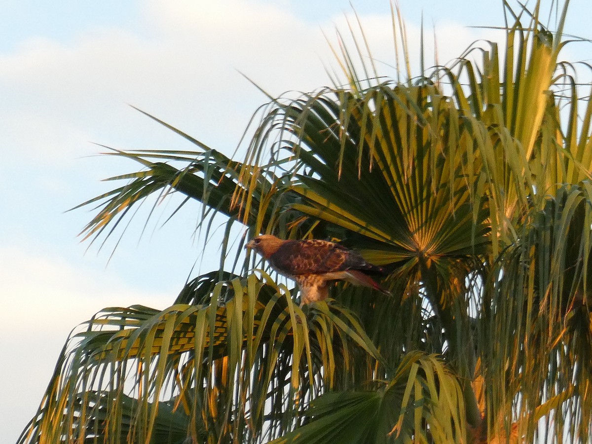 Red-tailed Hawk - ML642339170