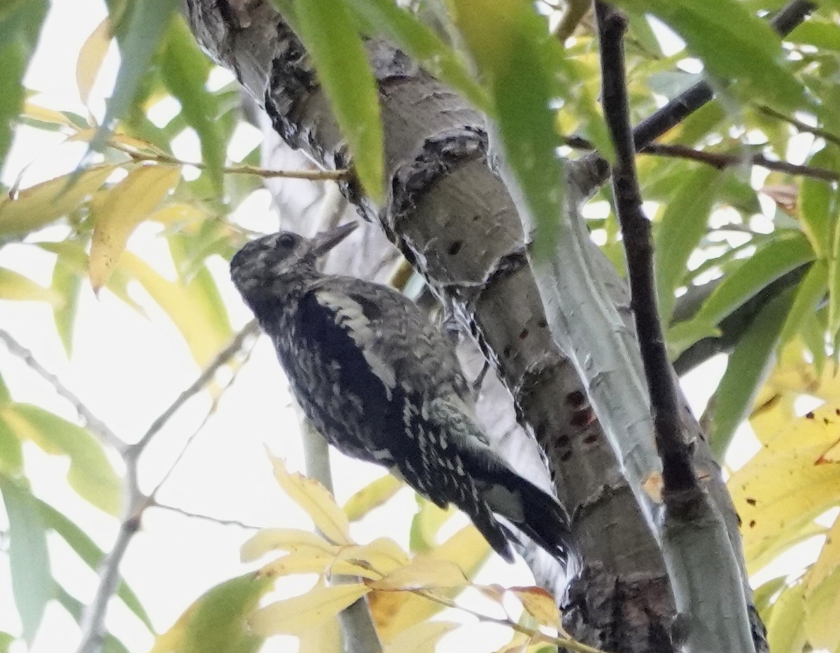Yellow-bellied Sapsucker - ML642339174