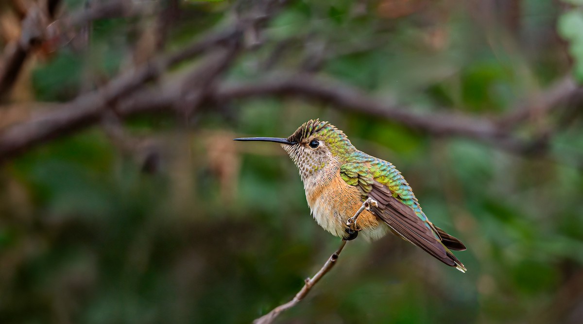Broad-tailed Hummingbird - ML642339180