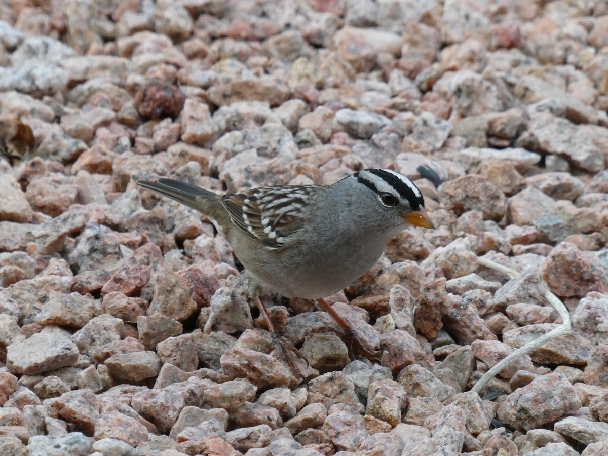 White-crowned Sparrow - ML642339198