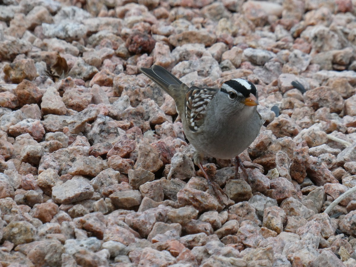 White-crowned Sparrow - ML642339200