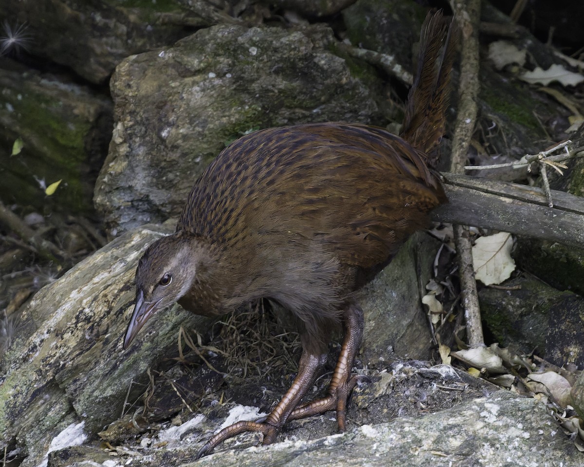 Уэка - ML642339224