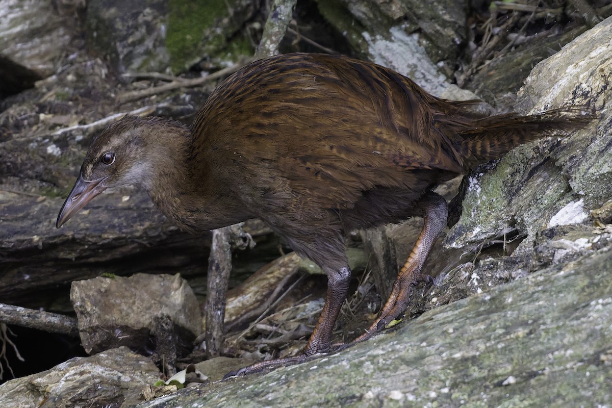 Уэка - ML642339229