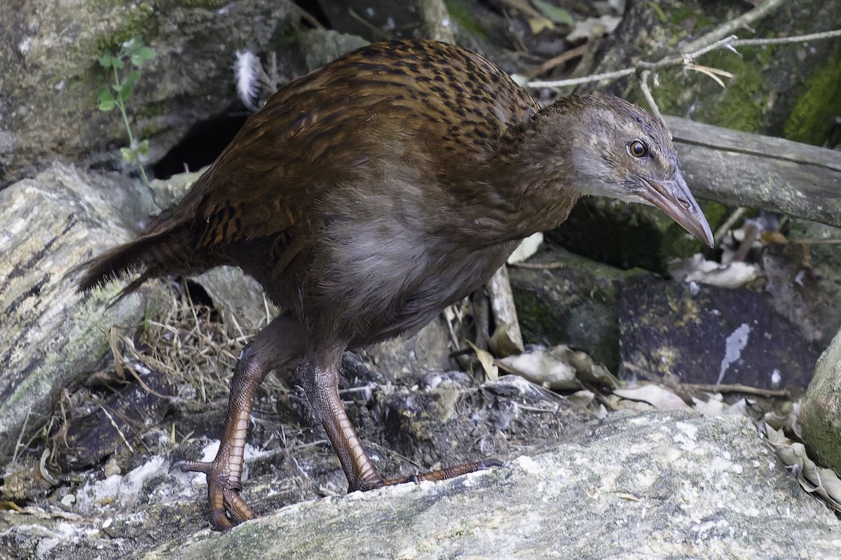 Уэка - ML642339231