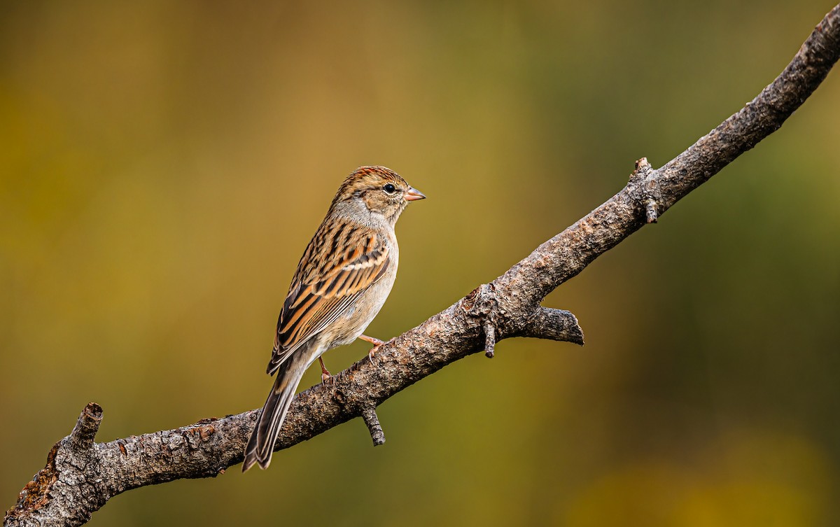 Chipping Sparrow - ML642339247