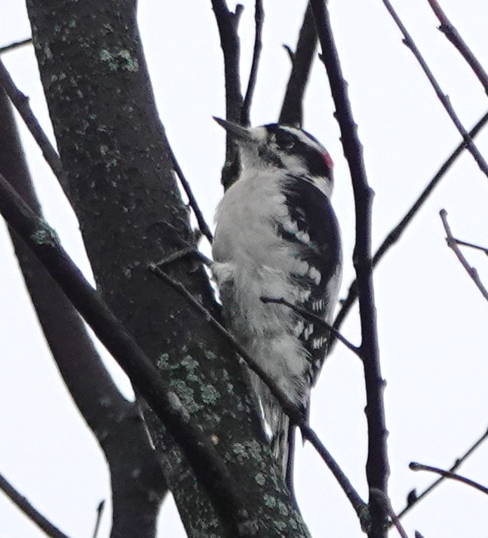 Downy Woodpecker - ML642339248