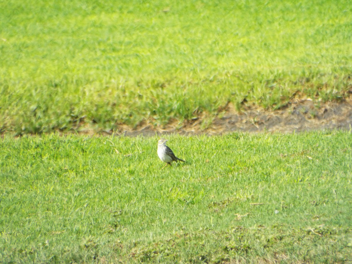 Berthelot's Pipit - ML642339264