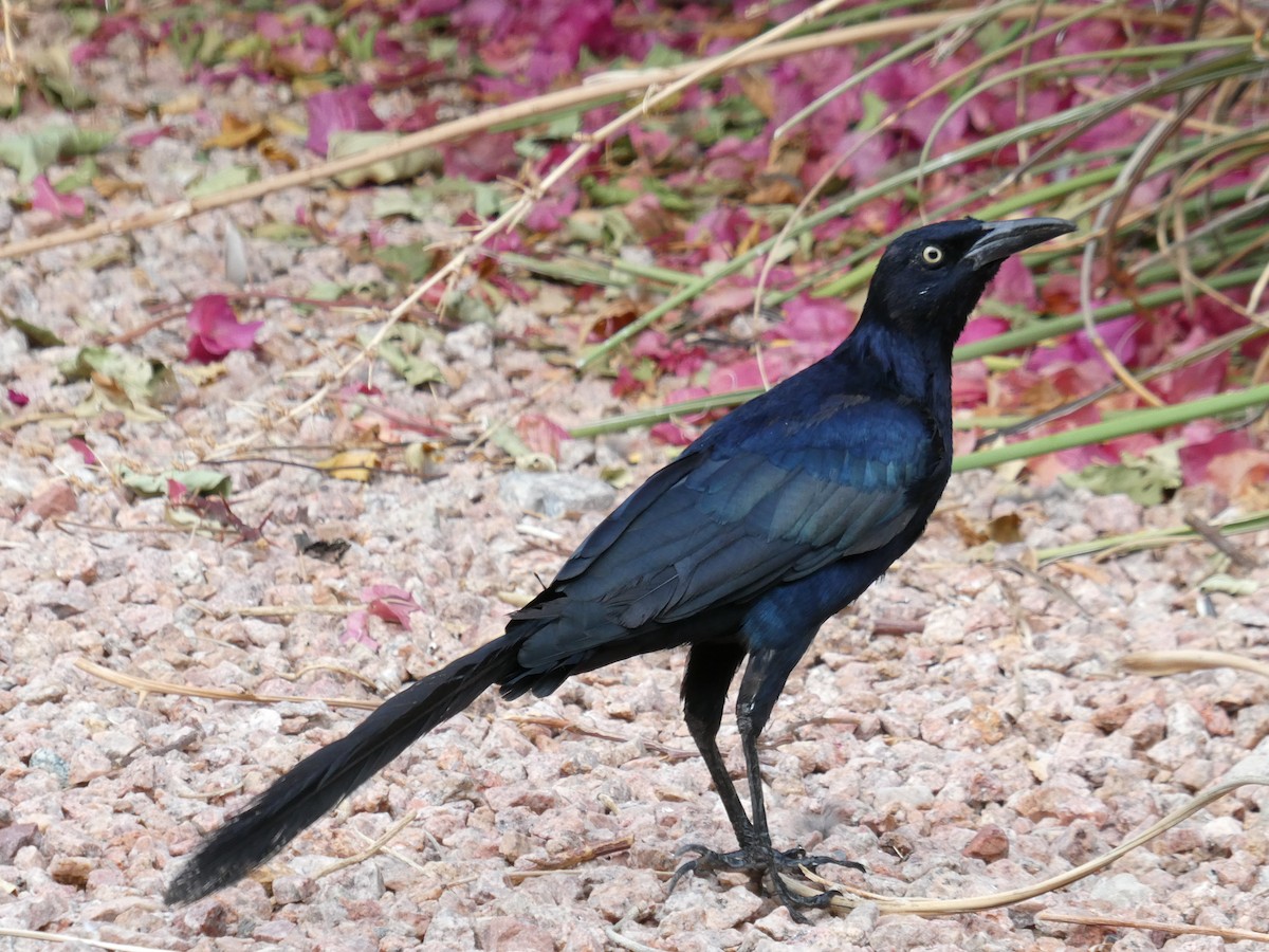 Great-tailed Grackle - ML642339266