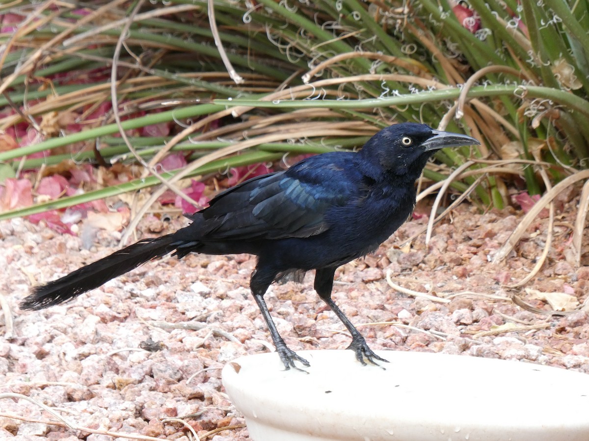 Great-tailed Grackle - ML642339267