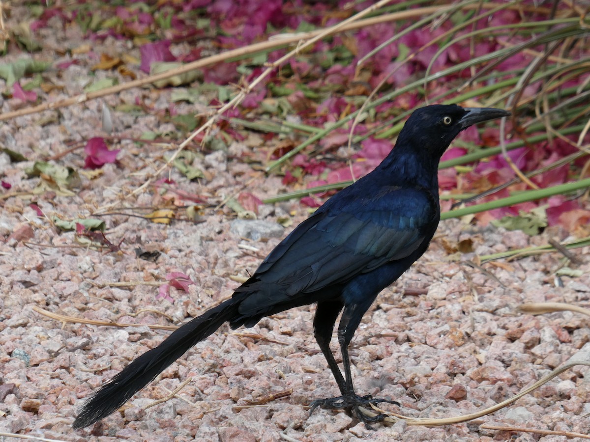 Great-tailed Grackle - ML642339268