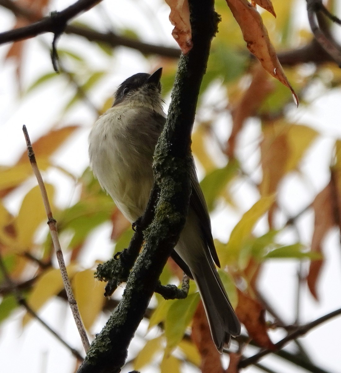 Eastern Phoebe - ML642339282
