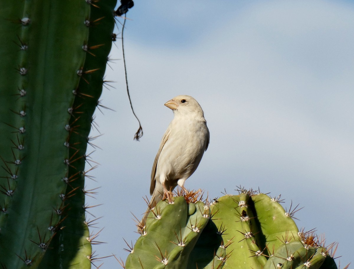 House Finch - ML642339283