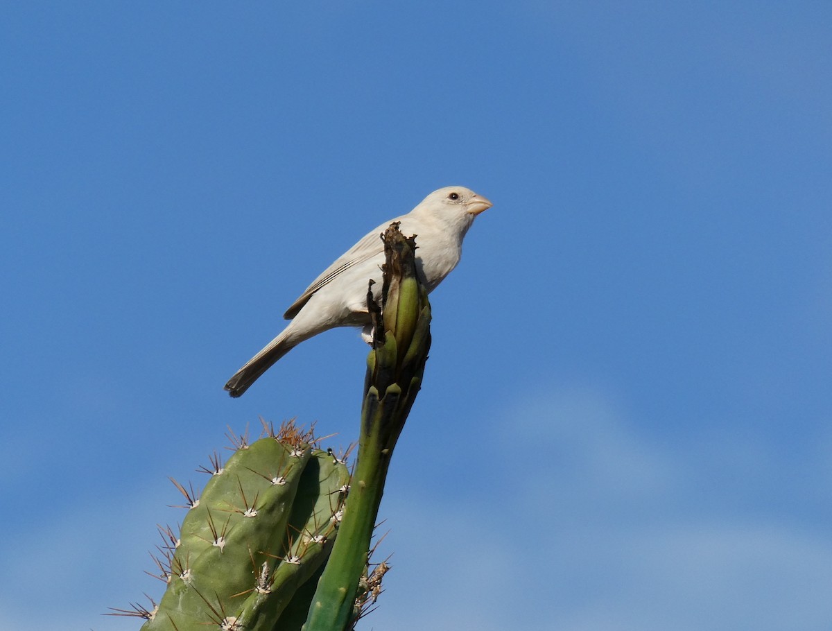 House Finch - ML642339285