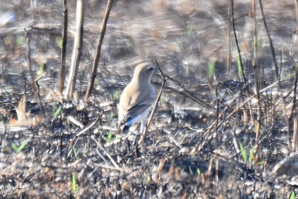 Northern Wheatear - ML642339305