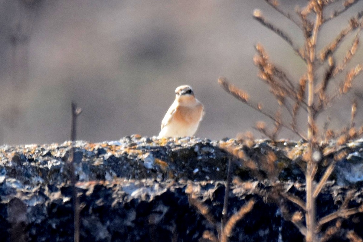 Northern Wheatear - ML642339306
